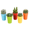 Cactus mix 5.5 cm - 5x - in gekleurde plasticpot