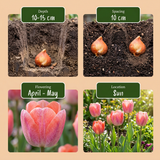 160x Tulipa Positive Vibe - Tulp Positive Vibe - Diversen - Voorjaarsbloeier - Bolmaat 11/12