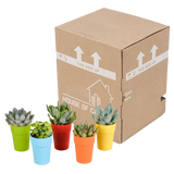 Vetplanten mix 5.5 cm - 5x - in gekleurde plasticpot