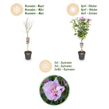 Green boutiQ - Plant op Stam -Hibiscus syriacus Lavendor Chiffon® - Terras Plant - Bladverliezend - Winterhard - Paarse Bloem - Pot 19cm Hoogte 90cm
