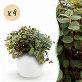 Green boutiQ - Kamerplant - Calissia repens - Kattengras - Huisdiervriendelijk - Groen - 4 Planten - met Potter Wit - Pot 12cm - Hoogte 17-20cm