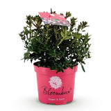 Green boutiQ - Dwerg Rhododendron - Rhododendron Bloombux Magenta - Bloeiende Buxus - Weinig Onderhoud - Roze Bloem - 1 Plant - Pot 17cm - Hoogte 30-40cm