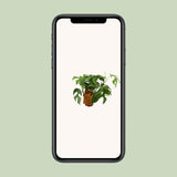 Monstera Minima - Ø12cm - ↕30cm