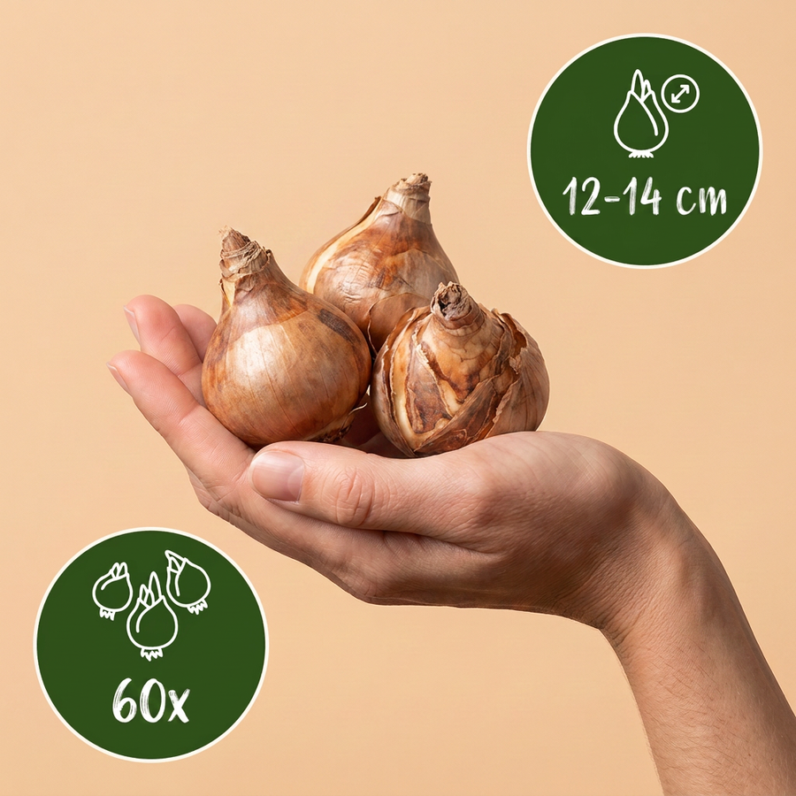 Narcisbollen large Cupped mix — geel en wit, 60 stuks (bolmaat 12/14)