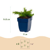 Green boutiQ - Vasteplant - Phlox Rosette - Vlambloem - Bodembedekkend - Roze - 1 Plant - Pot 11cm - Hoogte 15-25cm