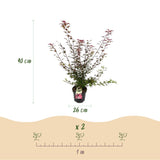 Green boutiQ - Tuinplant - Acer palmatum Shaina - Japanse Esdoorn - Bladverliezend - Rood - 1 - Pot 26cm - Hoogte 90cm