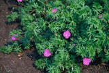 24x Geranium 'Tiny Monster' - ↕10-25cm - Ø9cm