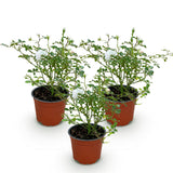 Green boutiQ - Tuin Roos - Rosa White Fairy - Roos - Winterhard - Wit - 3 Planten - Pot 12cm - Hoogte Hoogte 20-25cm