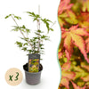 Green boutiQ - Tuinplant - Acer palmatum Sangokaku - Groen - 3 Planten - Bladverliezend - Weing Onderhoud - Pot 12cm Hoogte 35cm
