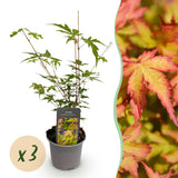 Green boutiQ - Tuinplant - Acer palmatum Sangokaku - Groen - 3 Planten - Bladverliezend - Weing Onderhoud - Pot 12cm Hoogte 35cm