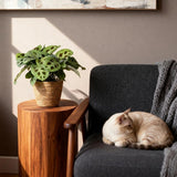 Green boutiQ - Kamerplant - Maranta Fascinator Kerchoveana - Zebraplant - Huisdiervriendelijke Plant - Groen - 2 Planten - met Mand - Pot 12cm - Hoogte 25cm