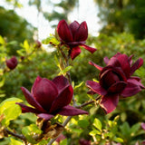 Green boutiQ - Tuinplant - Magnolia Genie - Bloem Paars - 1 Plant - Bladverliezend - Weinig Onderhoud - Pot 12cm Hoogte 30cm