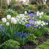 Bollenmix Garden Blue — blauwe tintenmix, 1000 stuks (maat 10/12)