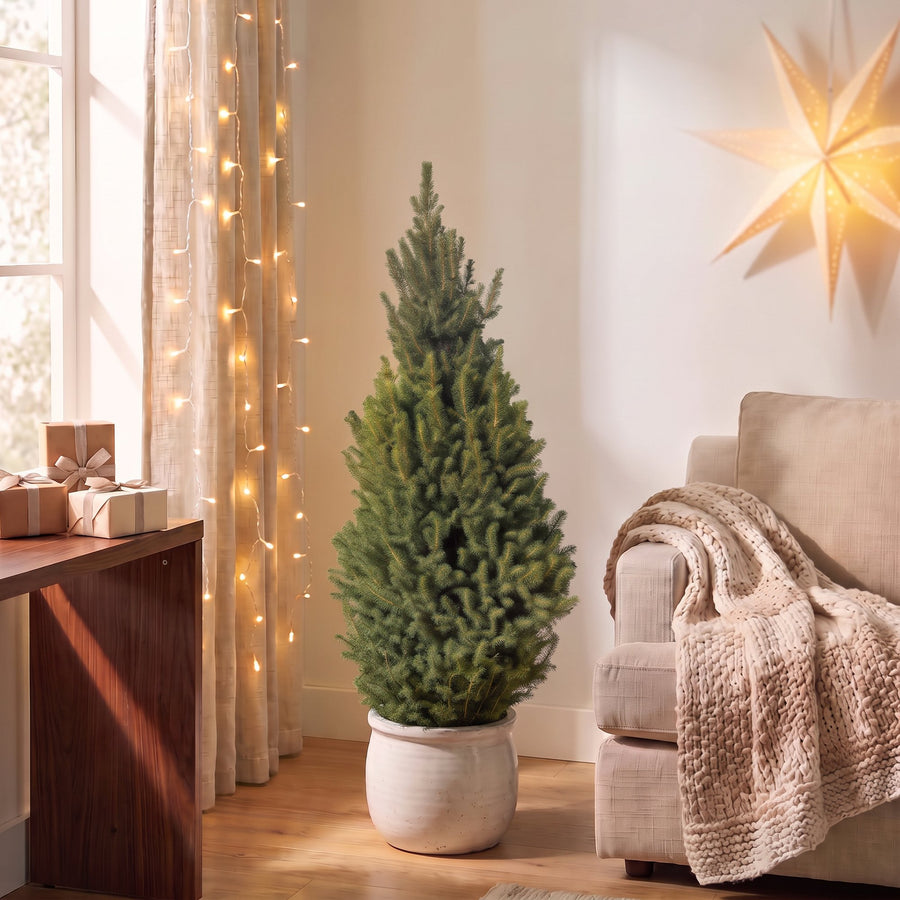 Kegelspar kerstboom – Pot Ø26 cm · 110 cm hoog (foto 3)