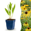 Green boutiQ - Vasteplant - Echinacea paradoxa - Zonnehoed - Bijen- en vlinderlokkers - Geel - 12 Planten - Pot 11cm - Hoogte 15-25cm