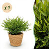 Green boutiQ - Kamerplant - Bamusa Pogonatherum Monica - Bamboegras - Huisdiervriendelijke Plant - Groen - 4 Planten - met Mand - Pot 12cm - Hoogte 20cm