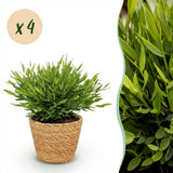 Green boutiQ - Kamerplant - Bamusa Pogonatherum Monica - Bamboegras - Huisdiervriendelijke Plant - Groen - 4 Planten - met Mand - Pot 12cm - Hoogte 20cm