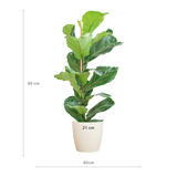 Ficus Lyrata met Potter pot wit - 80cm - Ø21