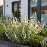 Green boutiQ - Vasteplant - Nepeta faassenii Snowflake - Kattenkruid - Bijen en Vlinderlokkers - Wit - 24 Planten - Pot 11cm - Hoogte 15-25cm