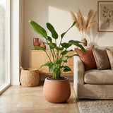 Strelitzia Nicolai - 170 cm - ⌀24