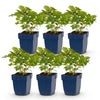 Green boutiQ - Vasteplant - Astilbe chin. Pumila - Pluimspirea - Schaduw - Paars - 6 Planten - Pot 11cm - Hoogte 15-25cm