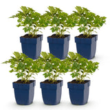 Green boutiQ - Vasteplant - Astilbe chin. Pumila - Pluimspirea - Schaduw - Paars - 6 Planten - Pot 11cm - Hoogte 15-25cm