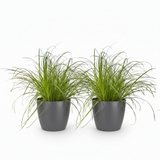 Green boutiQ - Kamerplant - Cyperus alternifolius Zumula - Kattengras - Huisdiervriendelijke Plant - Groen - 2 Planten - met Potter Grijs - Pot 12cm - Hoogte 20cm