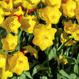 Tulpenbollen Strong Gold — gele tulp, 20 stuks (maat 11/12)