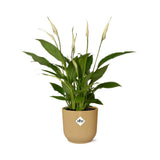 Spathiphyllum 12 Cm Torelliin ELHO Vibes Fold 14cm geel
