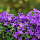 24x Campanula portenschlagiana - ↕10-25cm - Ø9cm