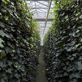 Hedera Hibernica - Klimop - Kant-en-Klaar Haag |↔120cm - ↨180 cm