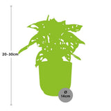 Monstera ‘Monkey Leaf’ in ELHO Vibes Fold 14cm roze