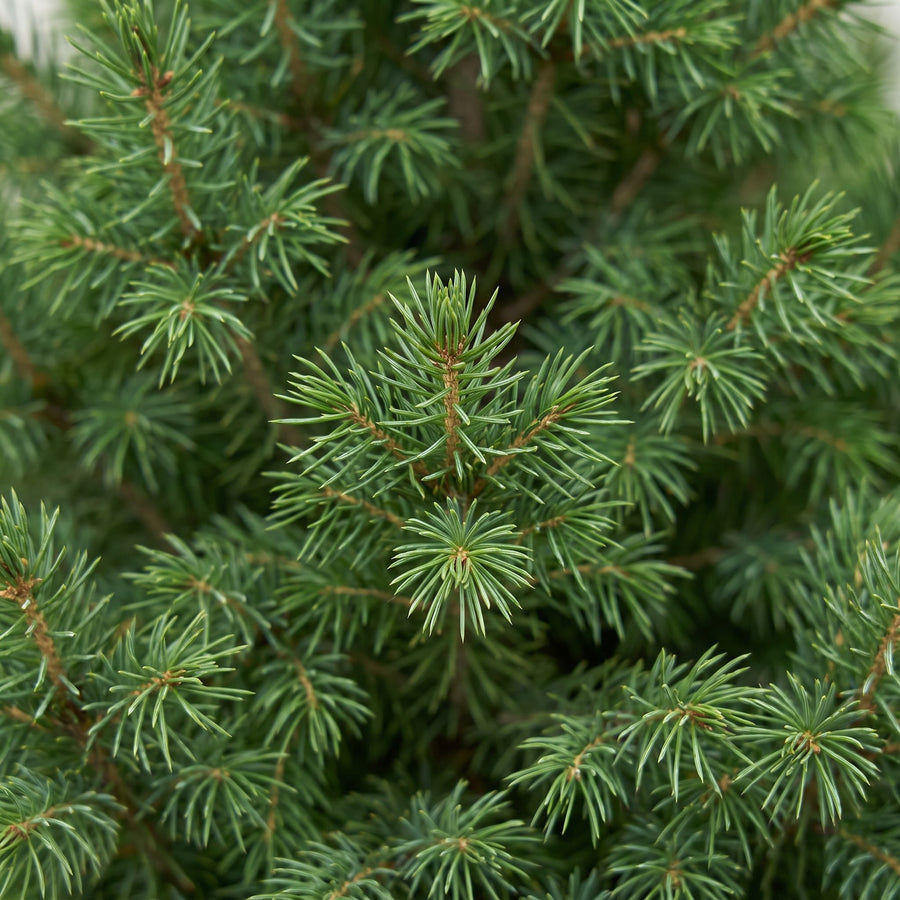 Set van 2 – Pot Ø23 cm · 80 cm hoog · Kegelspar kerstboom (foto 4)