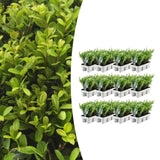 12 x 6 pack Ilex crenata 'Jenny' - Ø7 cm - ↕15 cm