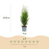 Green boutiQ - 8x Thuja occidentalis Smaragd - Levensboom - Haagplanten - Groenblijvend - Groen - Pot 9cm - Hoogte 20-30cm