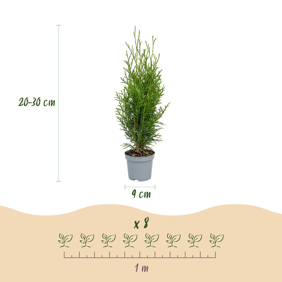 Thuja occidentalis Smaragd — Levensboomhaag, 8 stuks, 20-30 cm