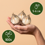 Sieruibollen Sphaerocephalon — kogellook, 800 stuks (maat 5/6)