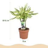 Green BoutiQ - Green is... Kamerplanten - Dracaena fragrans Diamond Dream - Drakenbloedboom - Weinig onderhoud - Groen - 2 Planten - Pot 17cm - Hoogte 50-55cm
