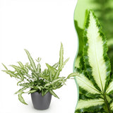 Green boutiQ - Kamerplant - Pteris cretica Albolineata - Lintvaren - Huisdiervriendelijke Plant - Groen - 1 Plant - met Potter Grijs - Pot 12cm - Hoogte 20cm