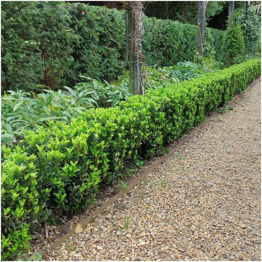 Euonymus japonicus 'Green Spire' — Kardinaalsmutshaag, 6 planten (1 strekkende meter)