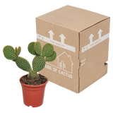 Opuntia microdasys - 17cm - zonder pot