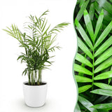 Green boutiQ - Kamerplant - Chamaedorea elegans - Goudpalm - Huisdiervriendelijke Plant - Groen - 1 Plant - met Potter Wit - Pot 12cm - Hoogte 15cm