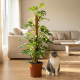 Green boutiQ - Kamerplant - Mini Gatenplant - Monstera Minima Mosstok - Groen - Weinig onderhoud - 1 Plant - met Potter Wit - Pot 19cm - Hoogte 90cm