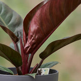 Green boutiQ - Kamerplant - Philodendron - Philodendron Imperial Red - Rood - Weinig onderhoud - 1 Plant - met Potter Grijs - Pot 19cm - Hoogte 60cm
