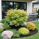 Green boutiQ - Tuinplant - Acer palmatum Methamorphosa - Japanse Esdoorn - Bladverliezend - Groen - Oranje - 1 - Pot 26cm - Hoogte 90cm