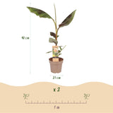 Green boutiQ - Fruitplant - Musa Ever Red - Bananenboom - Winterhard - Groen-Rood - 1 Plant - Pot 21cm - Hoogte 90cm