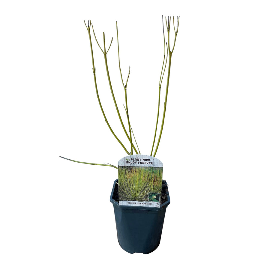 Cornus alba Flaviramea – 45 cm hoog (foto 2)