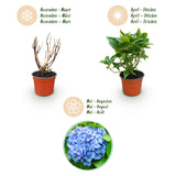 Green boutiQ - Tuinplant - Hydrangea macrophylla Blauw - Hortensia - Winterhard - Blauw - 3 Planten - Pot 12cm - Hoogte Hoogte 20-30cm