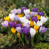 60x Crocus Large Flowering Mix - Grootbloemige krokus mix - Diversen - Voorjaarsbloeier - Bolmaat 7/8