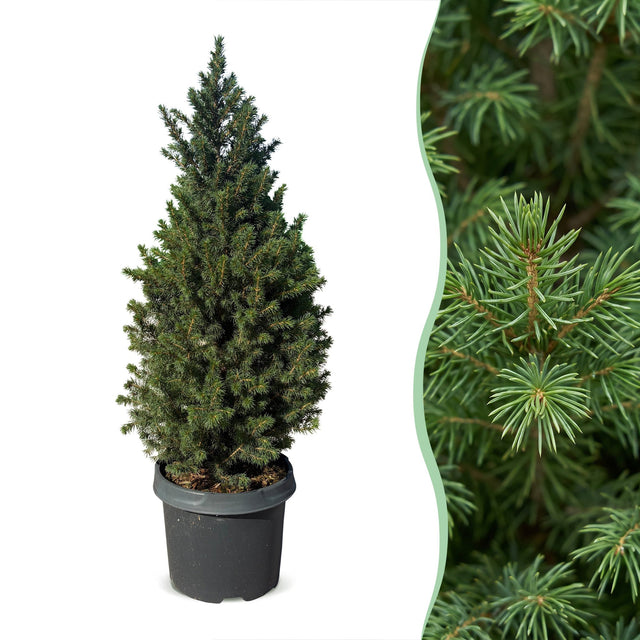 Kegelspar 80 cm